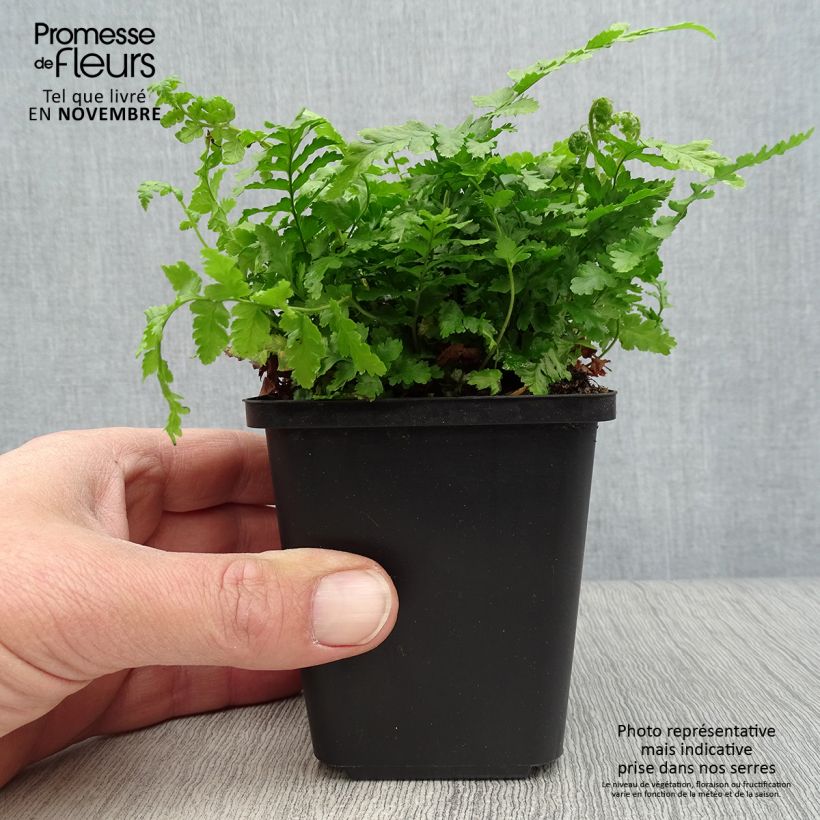 Exemplar von Dryopteris filix-mas - Wurmfarn Kleine Töpfe von 8/9 cm wie im Herbst geliefert