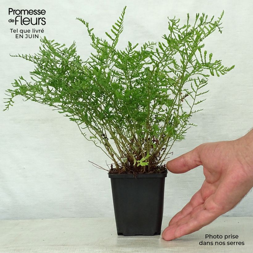 Exemplar von Dryopteris filix-mas Linearis Polydactyla - Wurmfarn Kleine Töpfe von 8/9 cm wie im Sommer geliefert