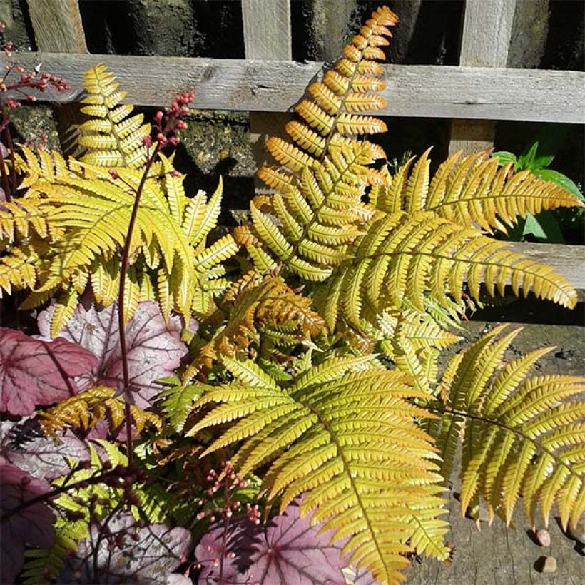 Dryopteris lepidopoda - Wurmfarn (Foliage)