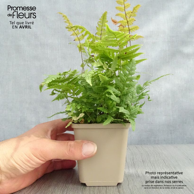 Example of Dryopteris lepidopoda - Wurmfarn Kleine Töpfe von 8/9 cm as you get in printemps