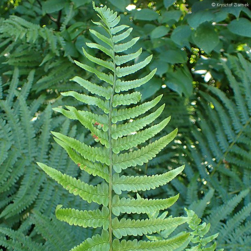 Dryopteris tokyoensis - Wurmfarn (Laub)
