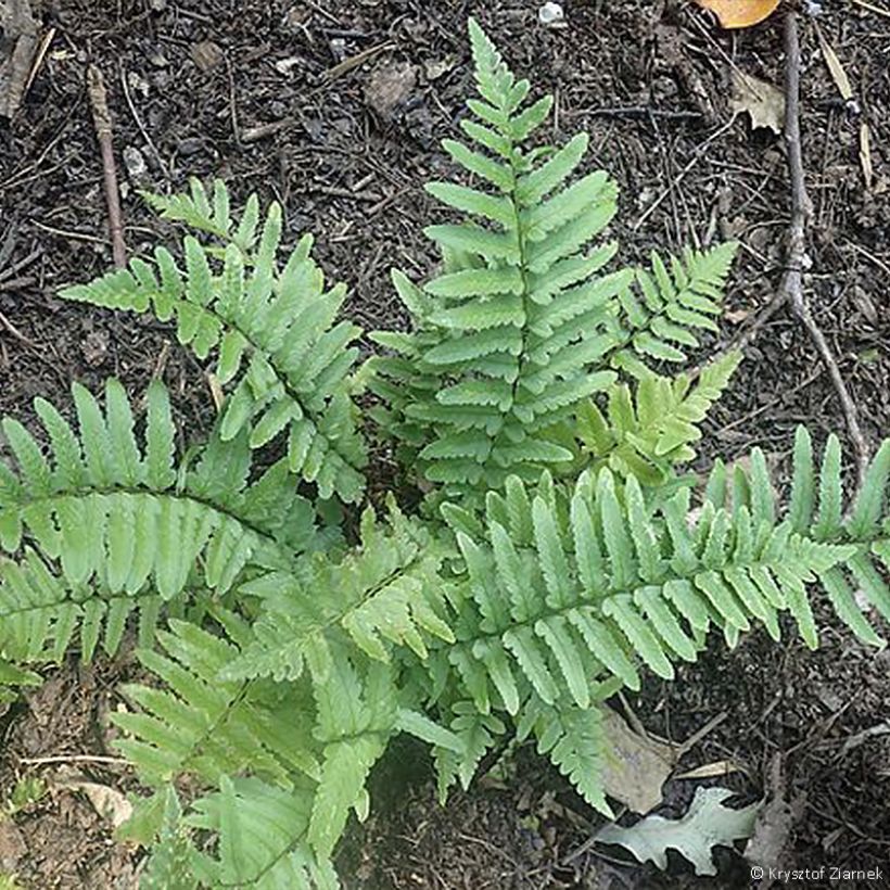 Dryopteris tokyoensis - Wurmfarn (Wuchs)