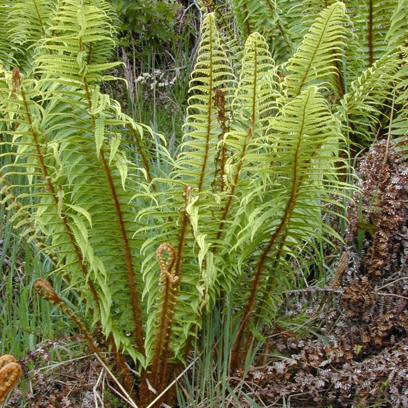 Dryopteris wallichiana - Wurmfarn (Wuchs)