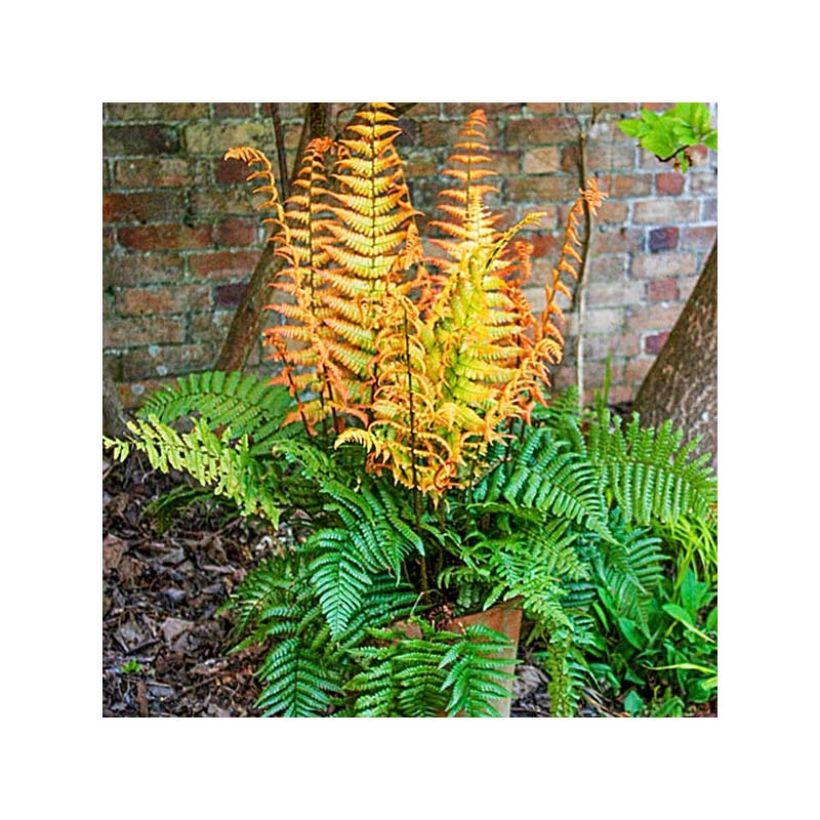 Dryopteris wallichiana Jurassic Gold - Wurmfarn (Wuchs)