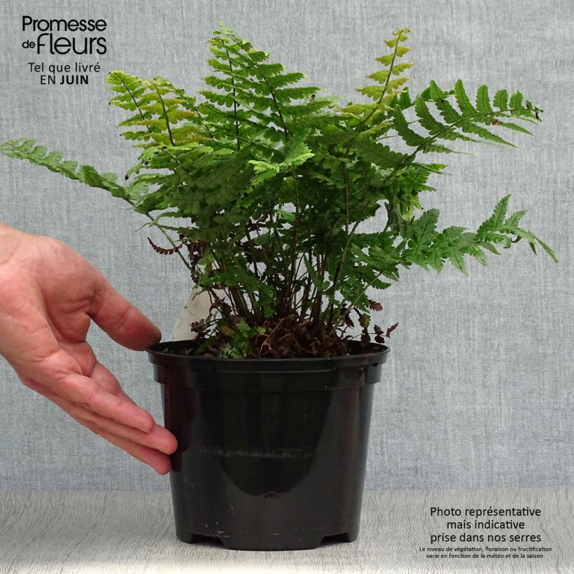 Exemplar von Dryopteris wallichiana Jurassic Gold - Wurmfarn Topf mit 2L/3L wie im Sommer geliefert