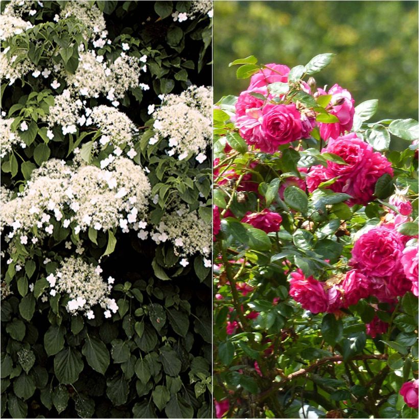 Duo Spitze - Silber-Weide Laguna + Kletter-Hortensie (Flowering)