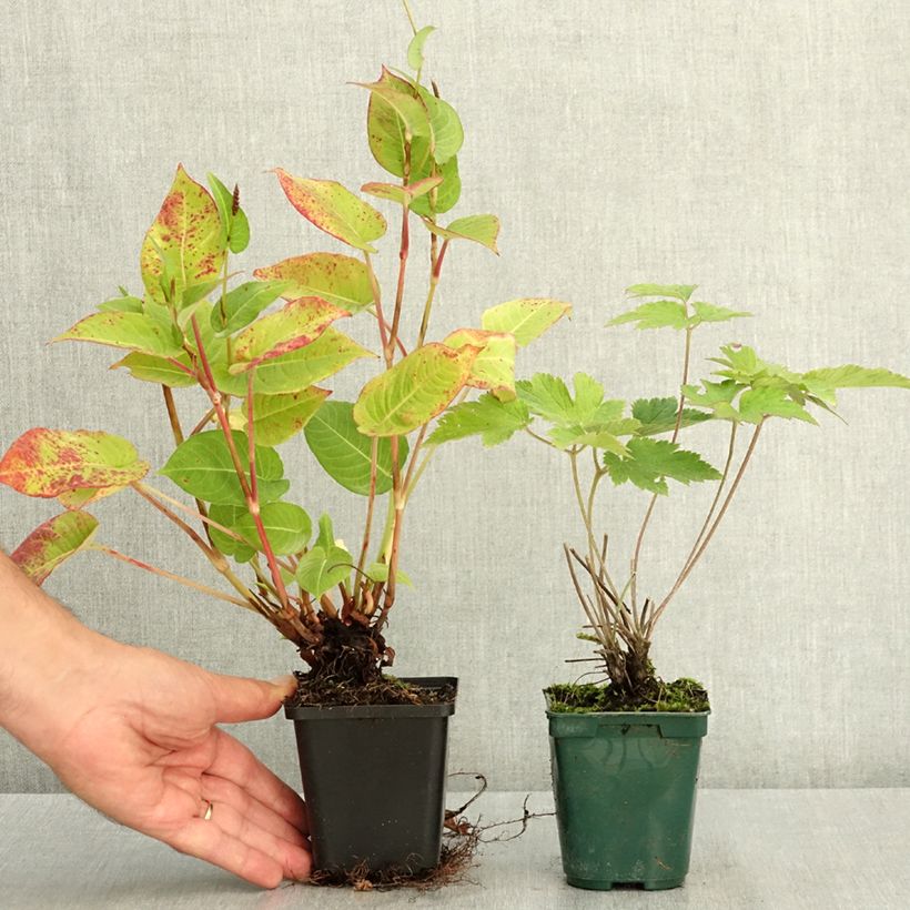 Exemplar von Duo von Herbststaude in Rosa und Rot wie im Sommer geliefert
