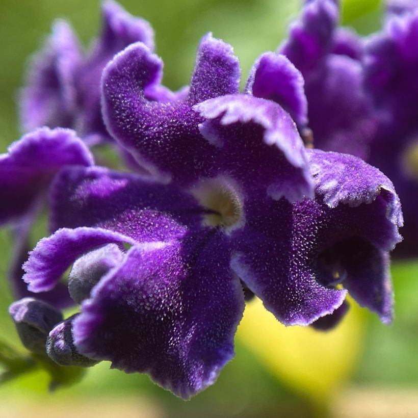 Duranta repens - Himmelsblüte (Blüte)