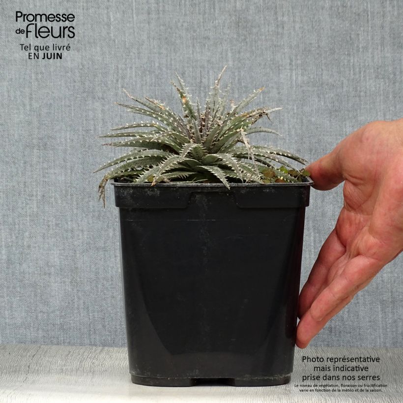 Exemplar von Dyckia Grand Marnier Topf mit 2L/3L wie im Sommer geliefert