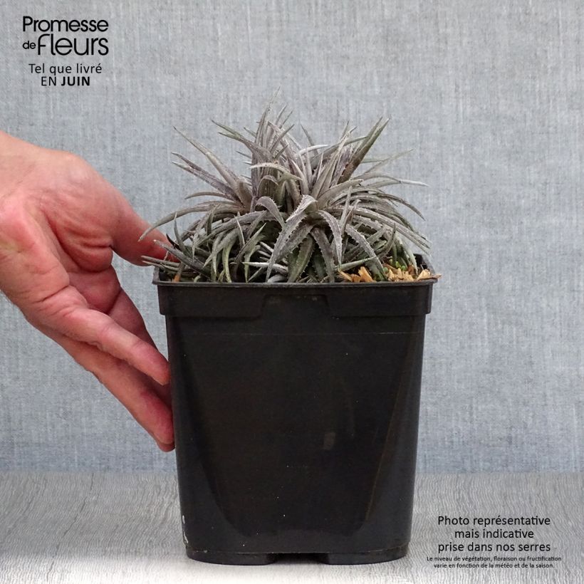 Exemplar von Dyckia Pale Rider Topf mit 2L/3L wie im Sommer geliefert