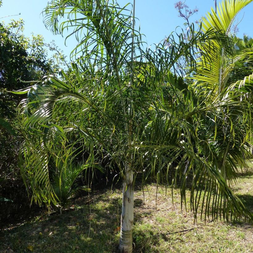 Dypsis plumosa (Wuchs)