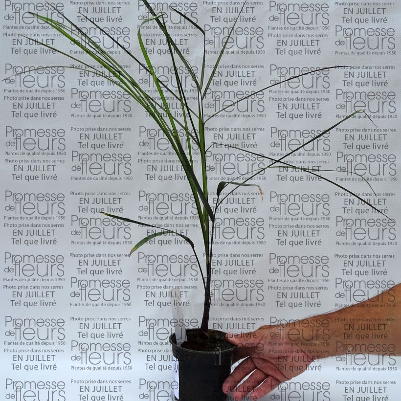 Exemplar von Dypsis plumosa Topf 12 cm / 13 cm wie im Sommer geliefert