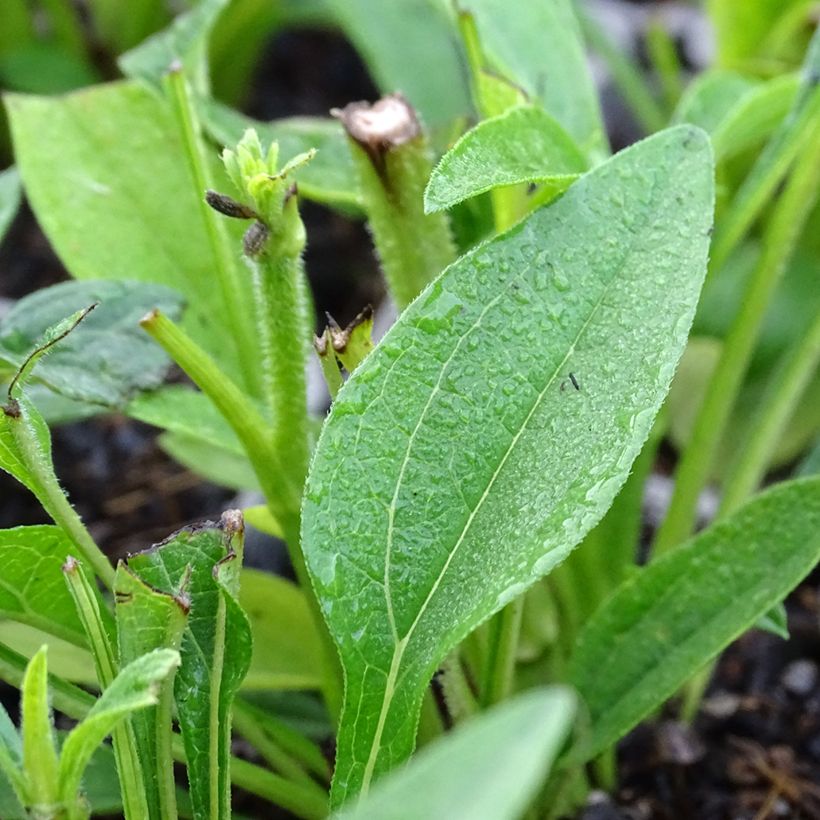 Echinacea Kismet White - Scheinsonnenhut (Laub)