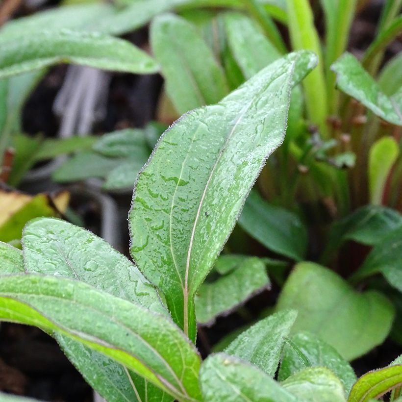 Echinacea Kismet Orange Intense - Scheinsonnenhut (Laub)