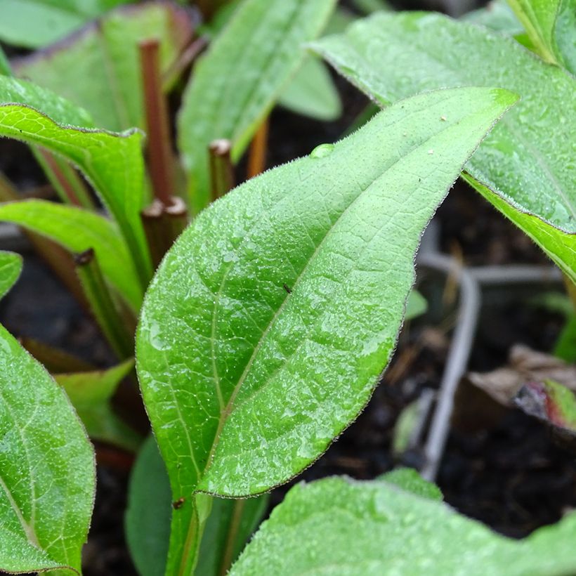 Echinacea Kismet Raspberry - Scheinsonnenhut (Foliage)