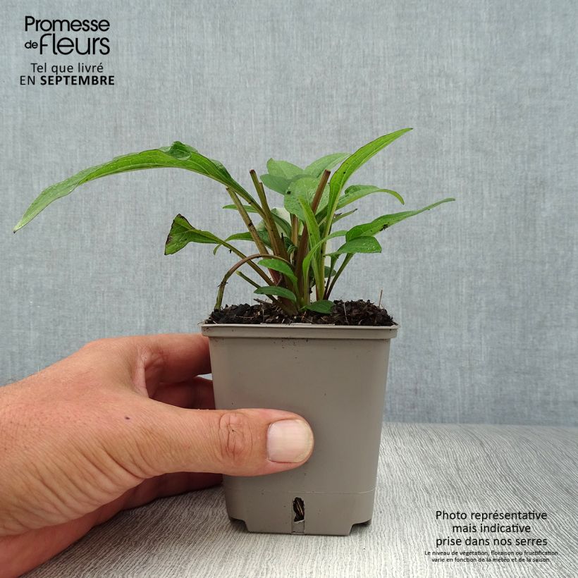 Example of Echinacea Kismet Raspberry - Scheinsonnenhut Kleine Töpfe von 8/9 cm as you get in automne