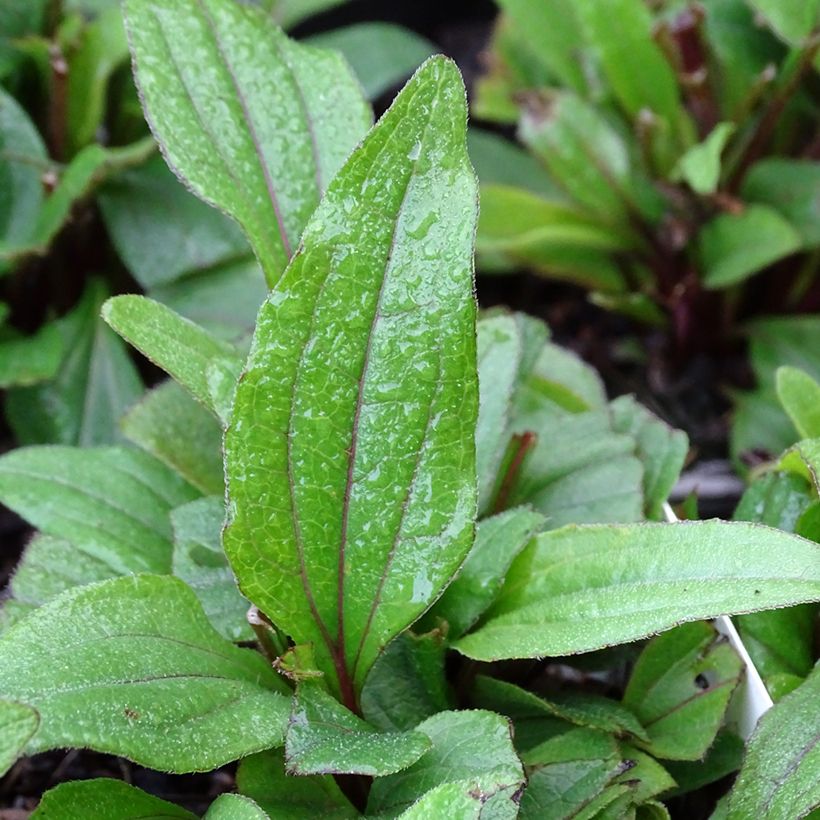 Echinacea Kismet Red - Scheinsonnenhut (Laub)