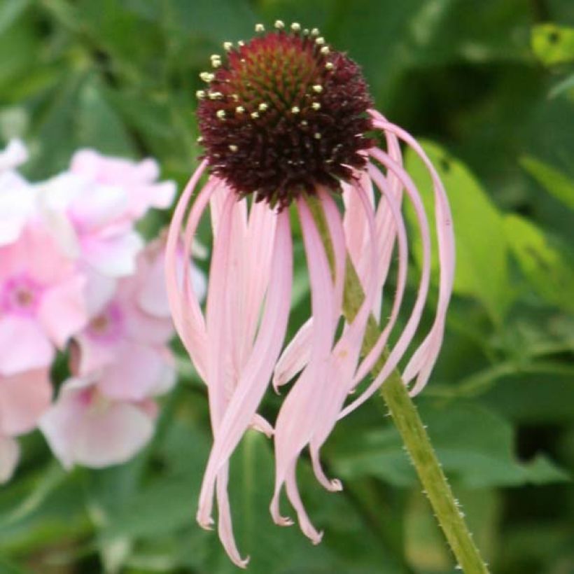 Echinacea pallida - Bleicher Sonnenhut (Flowering)