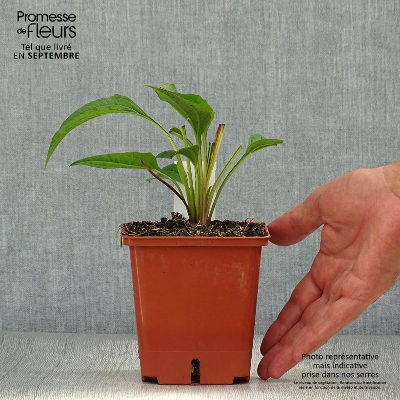 Exemplar von Echinacea purpurea Summer Cocktail - Sonnenhut Topf mit 1L/1,5L wie im Herbst geliefert