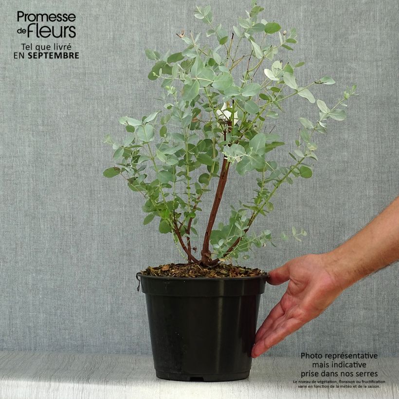 Exemplar von Eucalyptus archeri - Gommier alpin, Eucalyptus d'Archer Pot de 4L/5L wie im Herbst geliefert