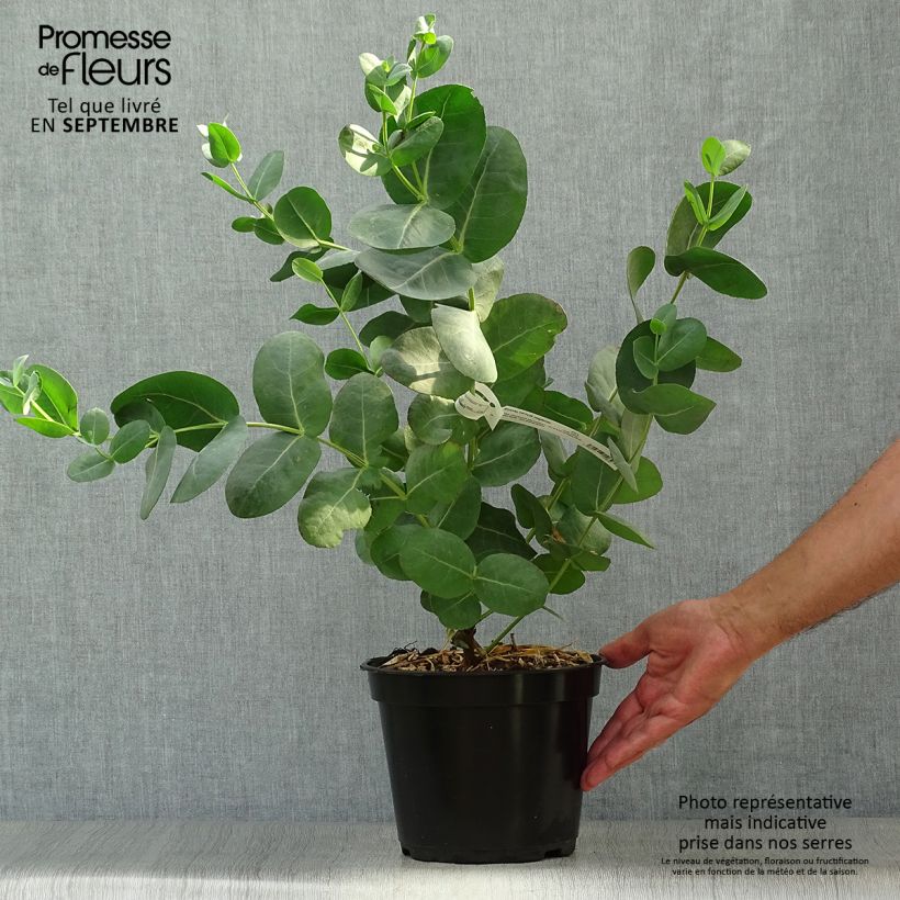 Exemplar von Eucalyptus neglecta Topf mit 4L/5L wie im Herbst geliefert