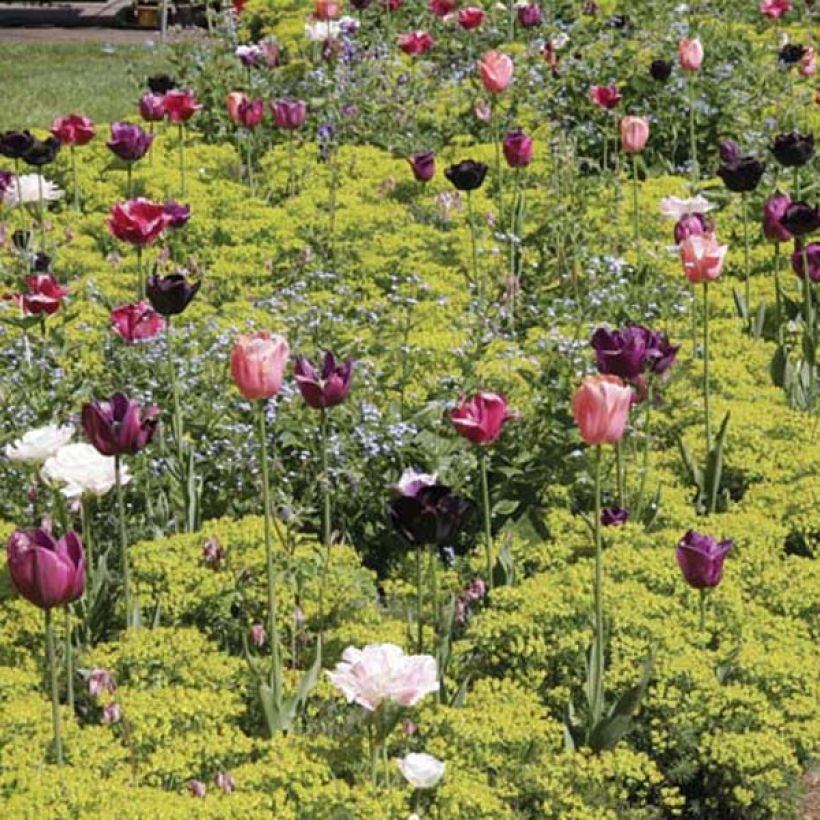 Euphorbia cyparissias - Zypressen-Wolfsmilch (Plant habit)