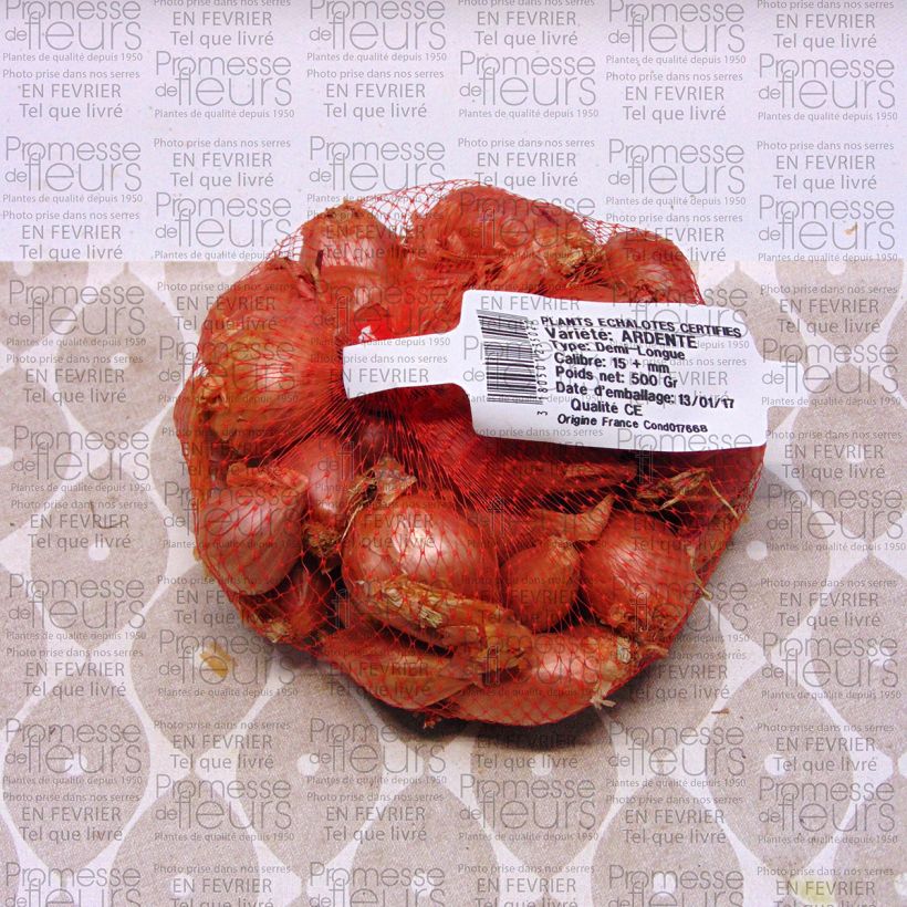 Beispiel eines Exemplars von Schalotte Ardente Stück Kaliber/Größe 35/+ mm wie geliefert