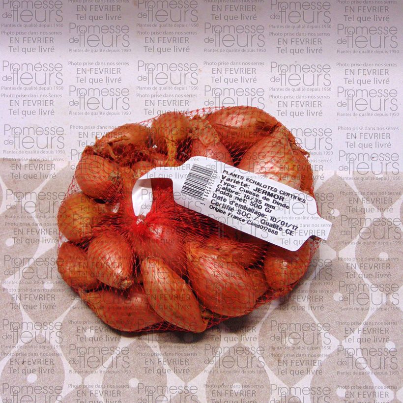 Example of Schalotte Jermor Stück Kaliber/Größe 15/35 mm as you get