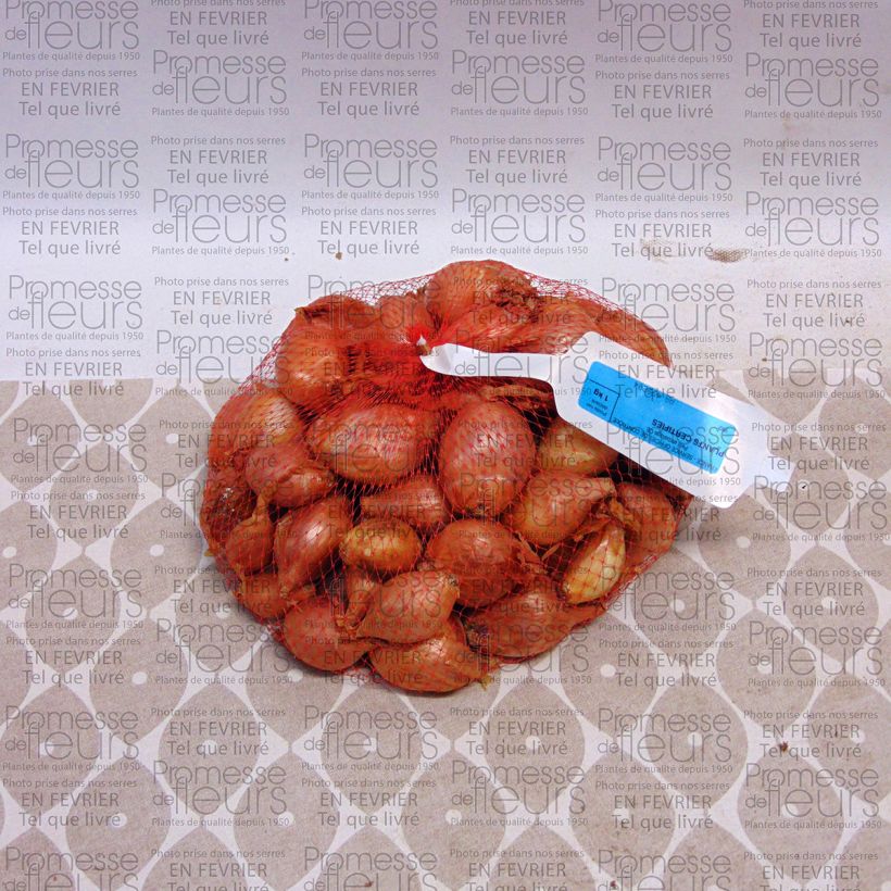 Example of Französische Schalotte Mikor Stück as you get