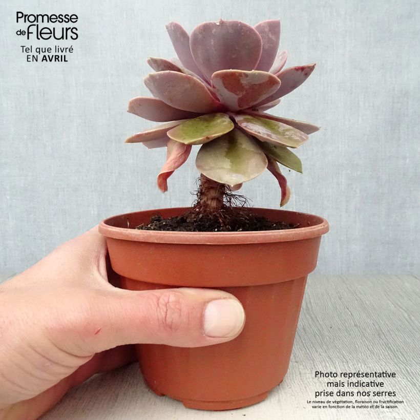 Exemplar von Echeveria Perle Von Nürnberg - Echeverie Topf 12 cm / 13 cm wie im Frühjahr geliefert