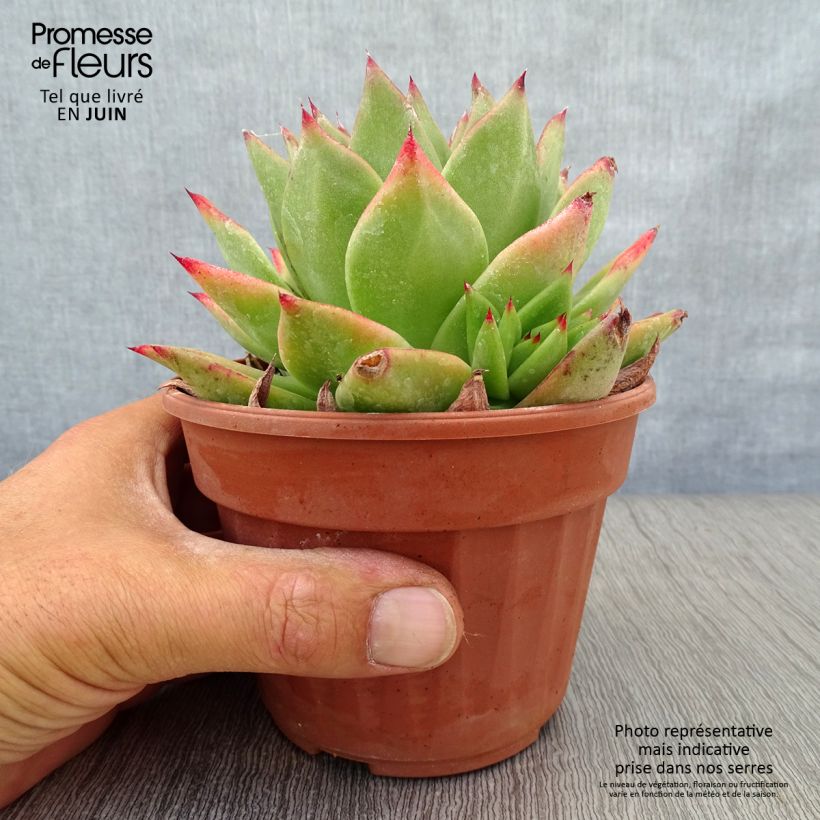Exemplar von Echeveria agavoides Ebony - Echeverie Topf 12 cm / 13 cm wie im Sommer geliefert
