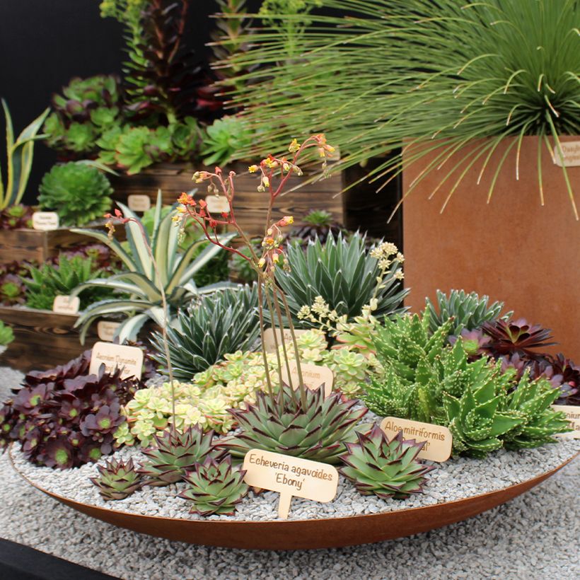 Echeveria agavoides Ebony - Echeverie (Wuchs)