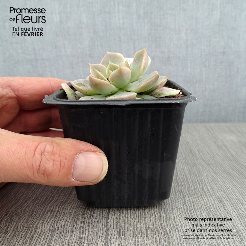 Exemplar von Echeveria derenbergii - Echeverie Kleine Töpfe von 8/9 cm wie im Winter geliefert