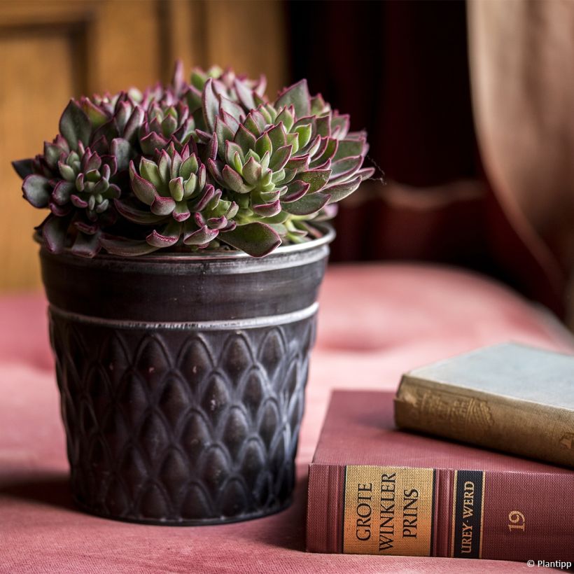 Echeveria Devotion - Echeverie (Plant habit)