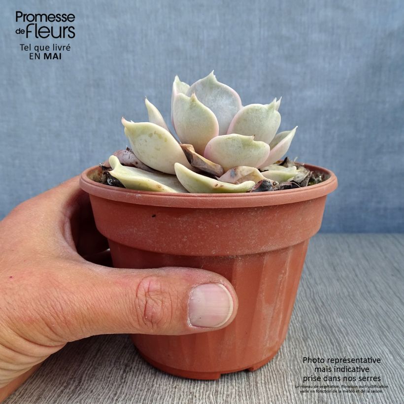 Exemplar von Echeveria lilacina - Echeverie Topf mit 1,5L/2L wie im Frühjahr geliefert