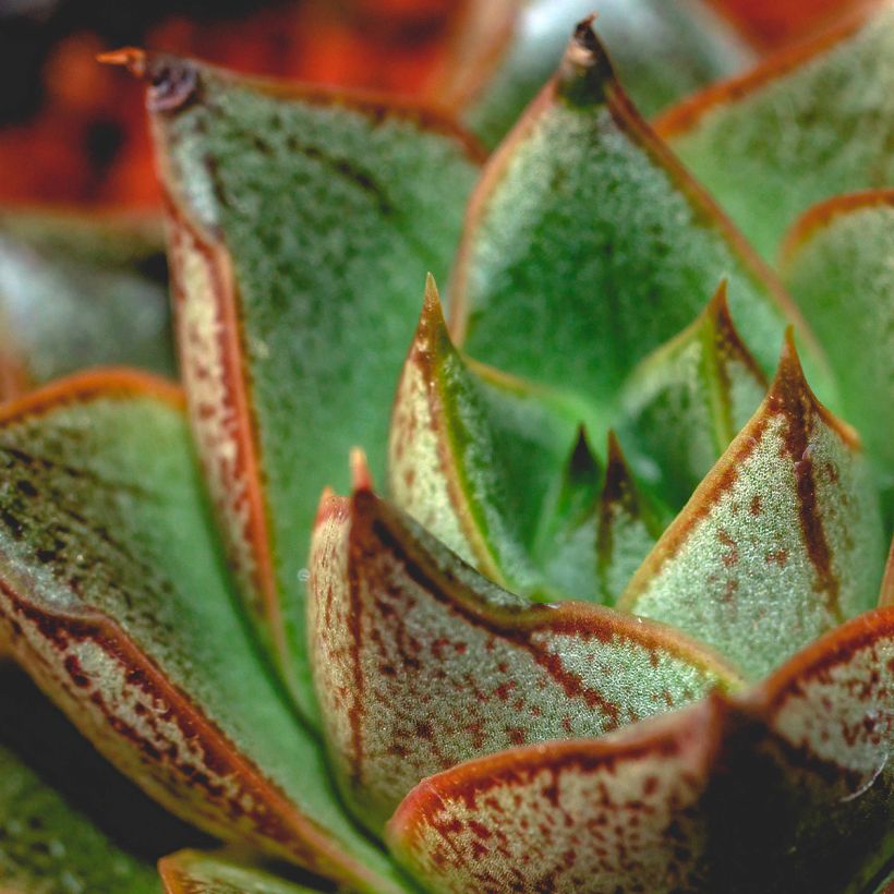 Echeveria purpusiorum - Echeverie (Laub)