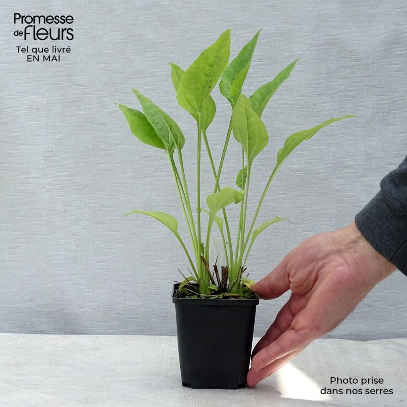 Example of Echinacea purpurea Aloha - Sonnenhut Kleine Töpfe von 8/9 cm as you get in printemps