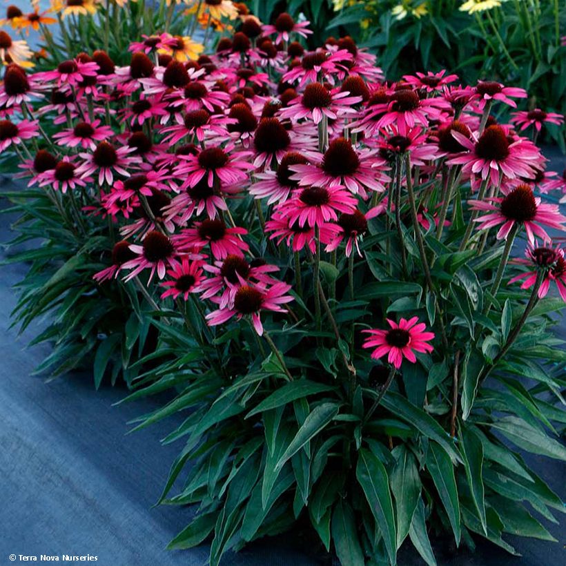 Echinacea Dark Shadows Wicked - Scheinsonnenhut (Wuchs)