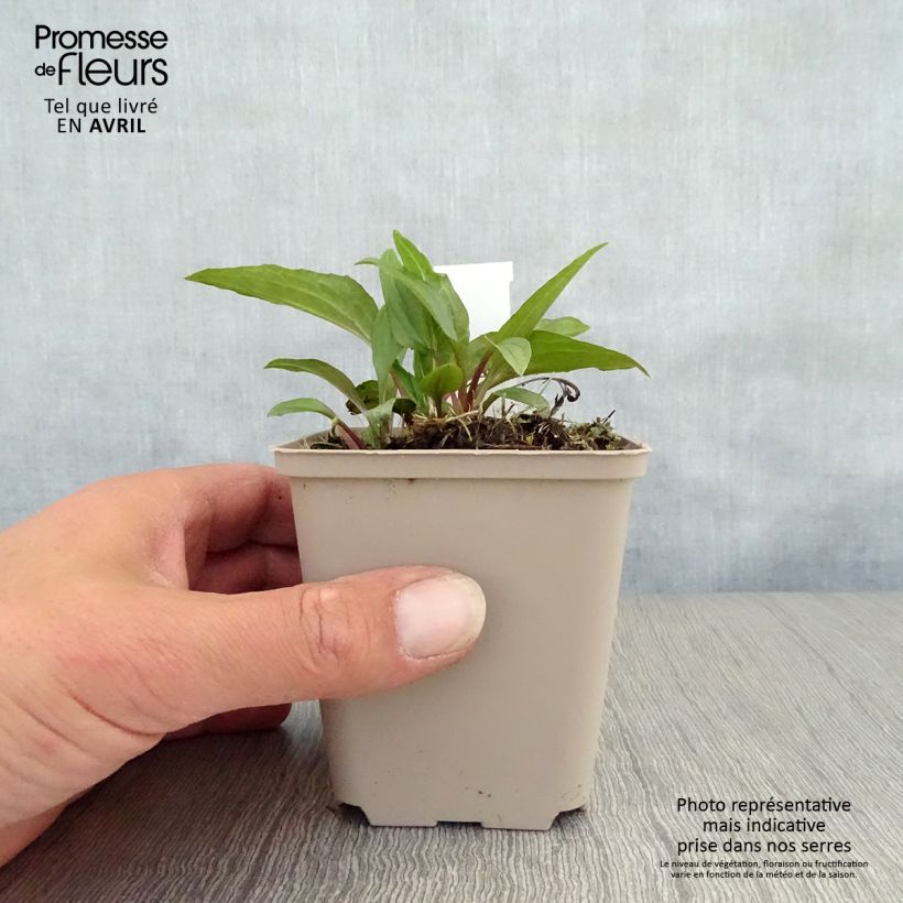 Example of Echinacea purpurea Eccentric - Sonnenhut Kleine Töpfe von 8/9 cm as you get in printemps