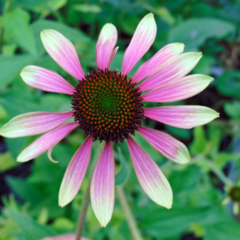 Echinacea purpurea Green Envy - Sonnenhut (Flowering)
