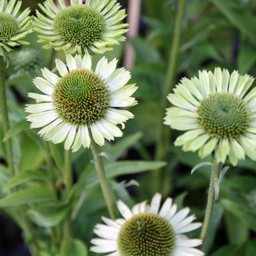 Echinacea purpurea Green Jewel - Sonnenhut (Flowering)