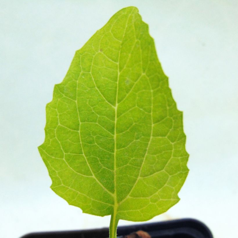 Echinacea purpurea Green Jewel - Sonnenhut (Foliage)