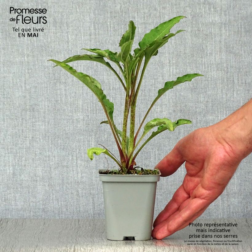 Example of Echinacea purpurea Green Jewel - Sonnenhut Kleine Töpfe von 8/9 cm as you get in printemps