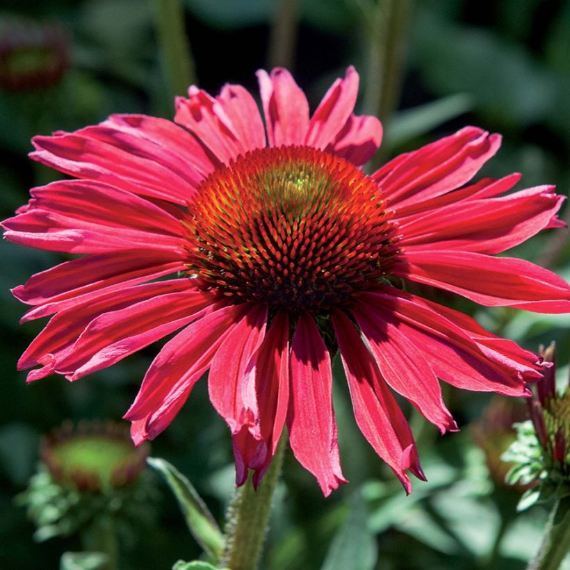 Echinacea Kismet Raspberry - Scheinsonnenhut (Flowering)