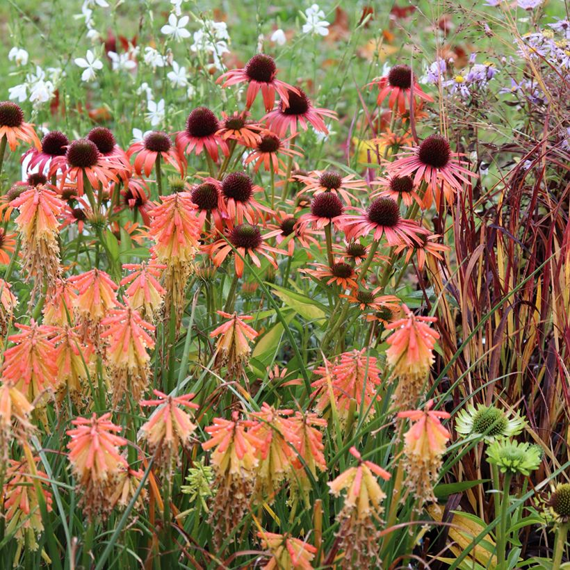 Echinacea Butterfly Orange Skipper - Scheinsonnenhut (Wuchs)