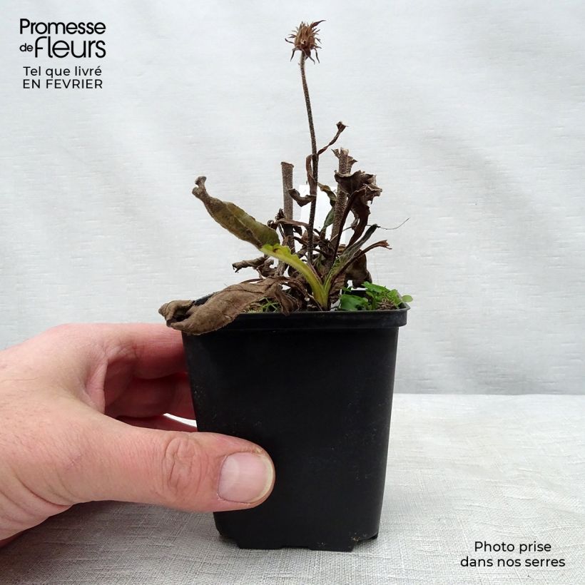 Exemplar von Echinacea purpurea Red Knee High - Sonnenhut Kleine Töpfe von 8/9 cm wie im Winter geliefert