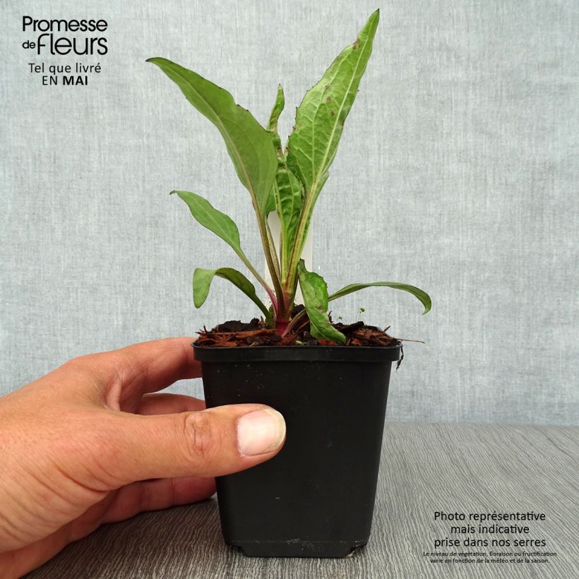 Exemplar von Echinacea Robin Hood - Scheinsonnenhut Kleine Töpfe von 8/9 cm wie im Frühjahr geliefert