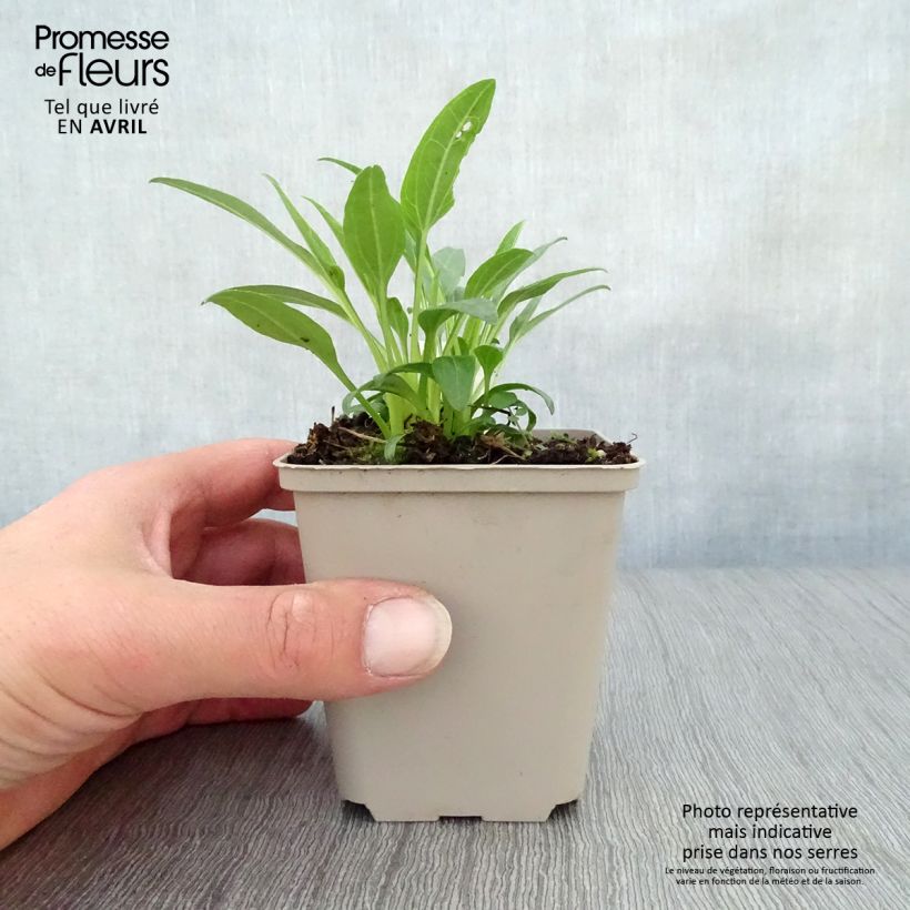 Example of Echinacea purpurea Secret Glow - Sonnenhut Kleine Töpfe von 8/9 cm as you get in printemps