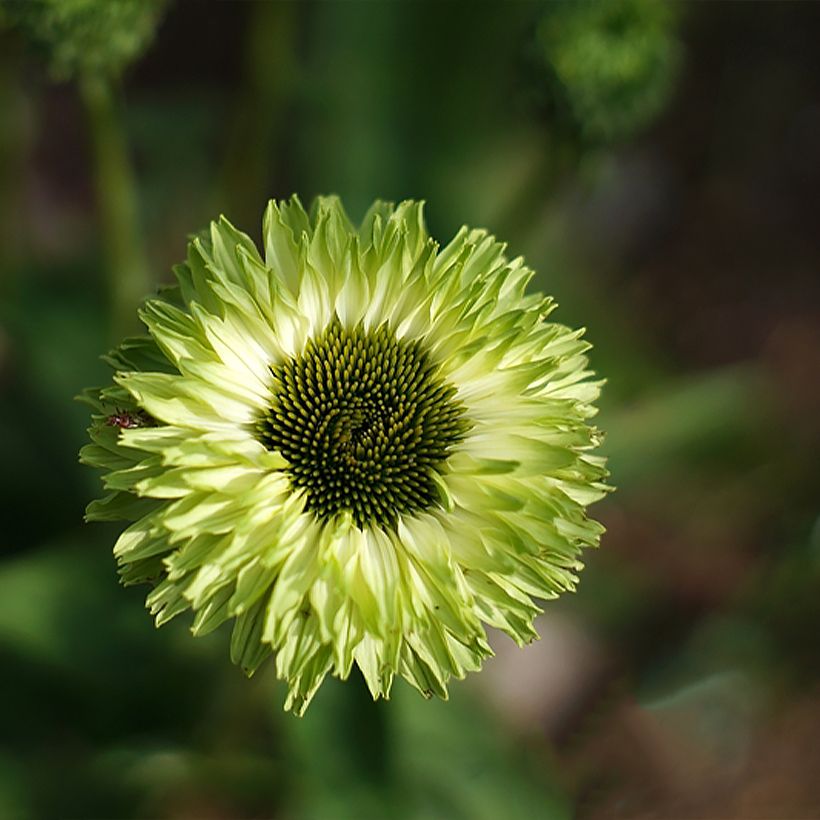 Echinacea purpurea SunSeekers Apple Green - Sonnenhut (Blüte)