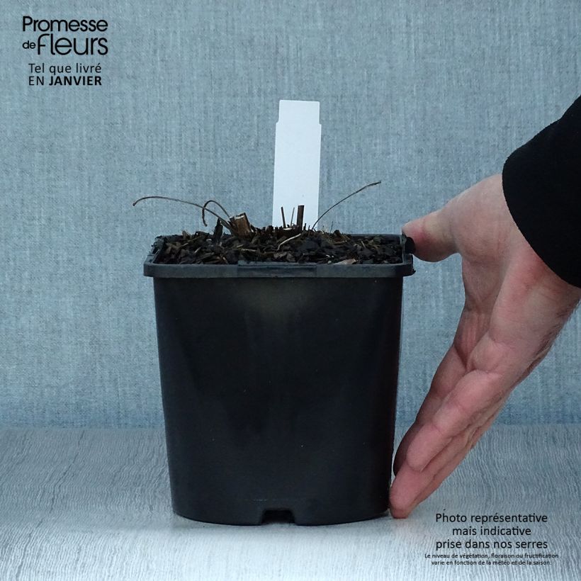 Example of Echinacea purpurea SunSeekers Orange - Sonnenhut Topf mit 2L/3L as you get in hiver